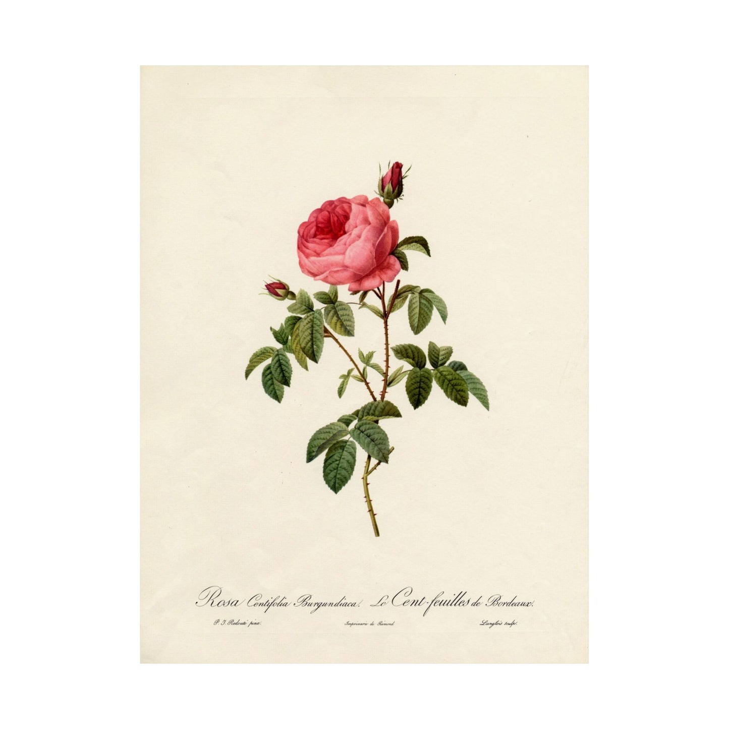Rosa Centifolia Burgundiaca (Le Cent-feuilles de Bordeaux) - Pierre-Joseph Redouté - Wall Poster Print