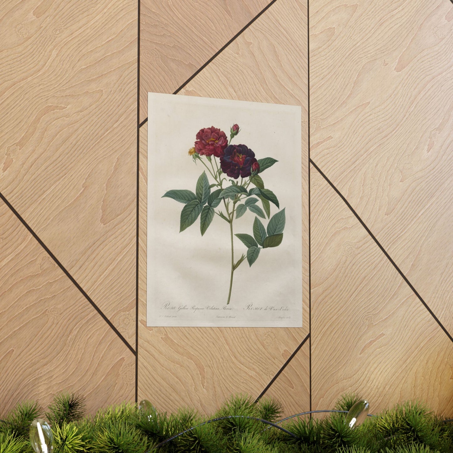 Rosa Gallica Purpurea Velutina Parva (Rosier de Van-Eeden) - Pierre-Joseph Redouté - Wall Poster Print