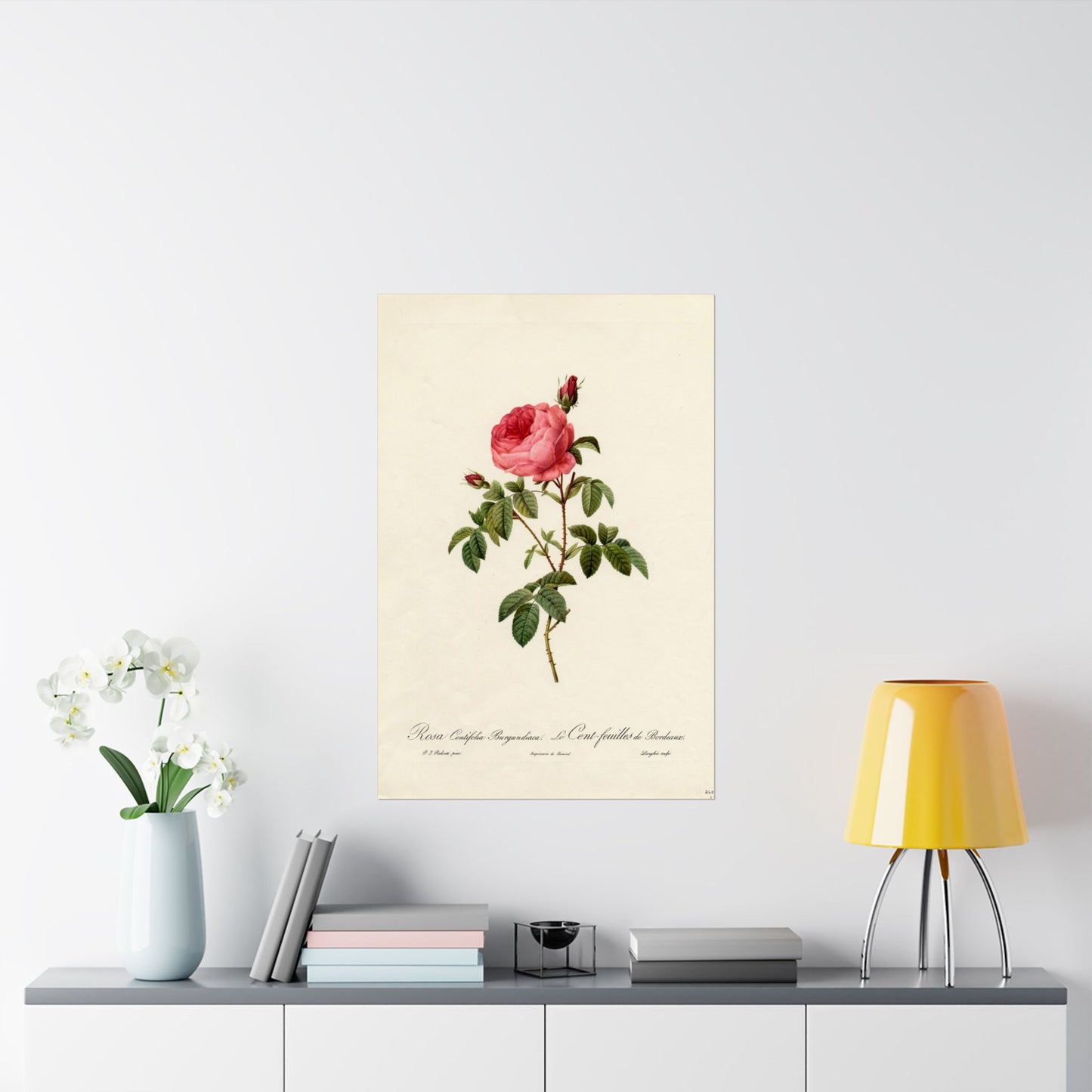 Rosa Centifolia Burgundiaca (Le Cent-feuilles de Bordeaux) - Pierre-Joseph Redouté - Wall Poster Print
