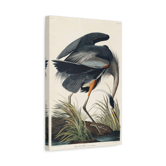 Great Blue Heron (Birds of America) - John James Audubon - Stretched Canvas Print