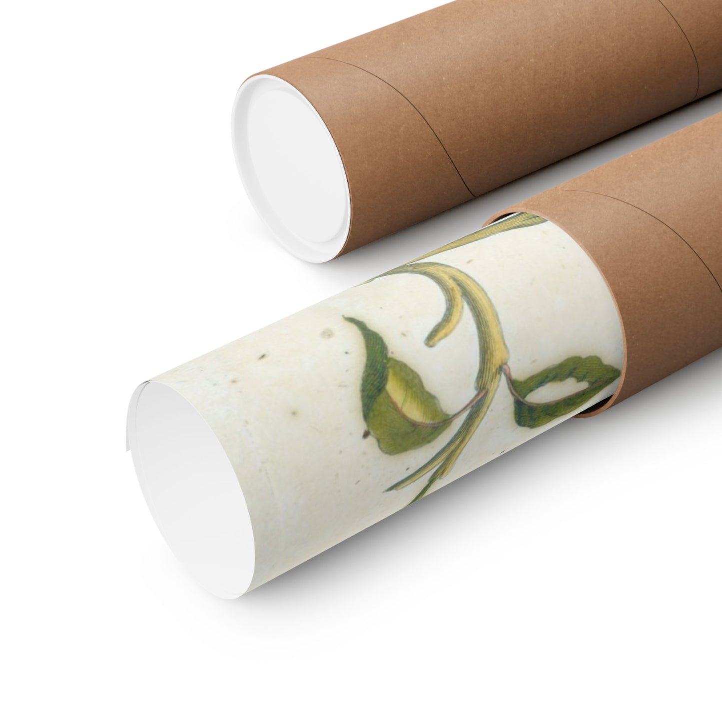 Metamorphosis Insectorum Surinamensium - Maria Sibylla Merian - Wall Poster Print