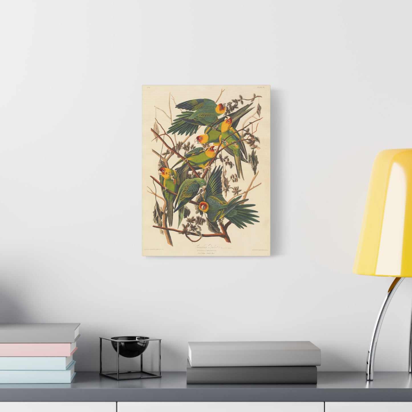 Carolina Parakeet (Birds of America) - John James Audubon - Stretched Canvas Print