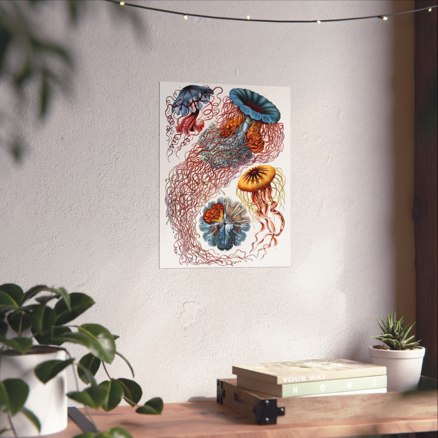 Discomedusae (Jellyfish) - Ernst Haeckel (1904) - Wall Poster Print