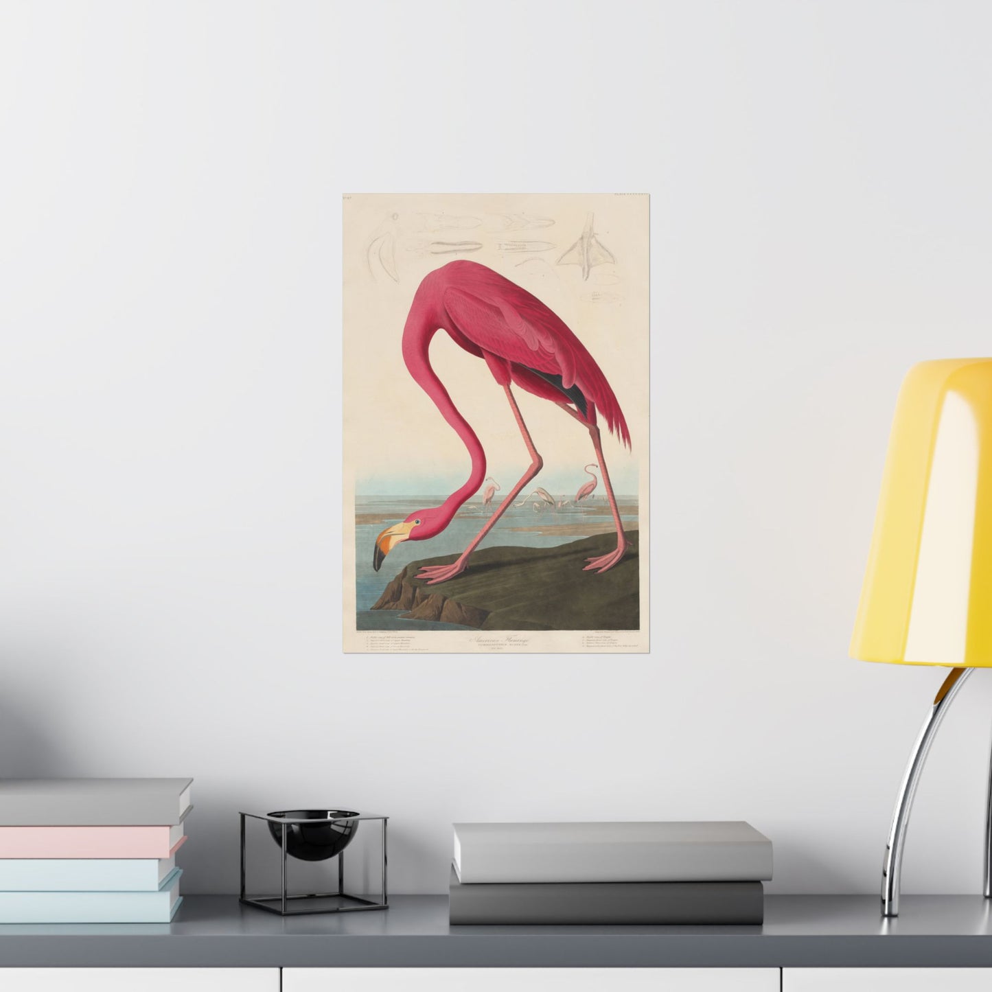 American Flamingo (Birds of America) - John James Audubon - Wall Poster Print