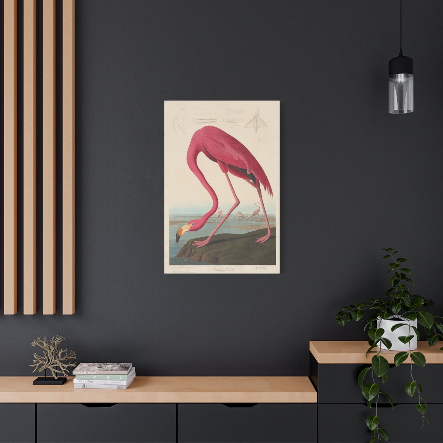 American Flamingo (Birds of America) - John James Audubon - Stretched Canvas Print
