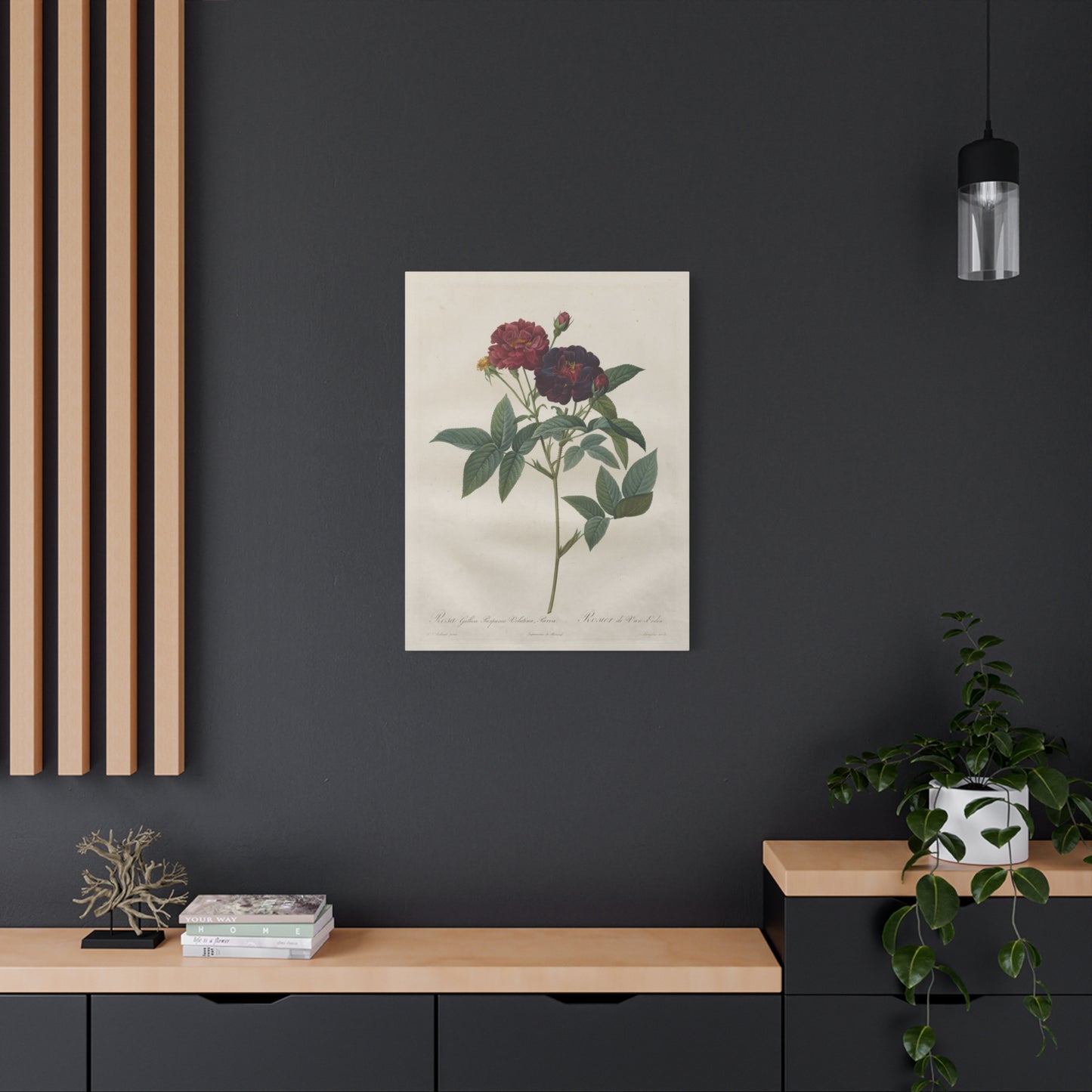 Rosa Gallica Purpurea Velutina Parva (Rosier de Van-Eeden) - Pierre-Joseph Redouté - Stretched Canvas Print