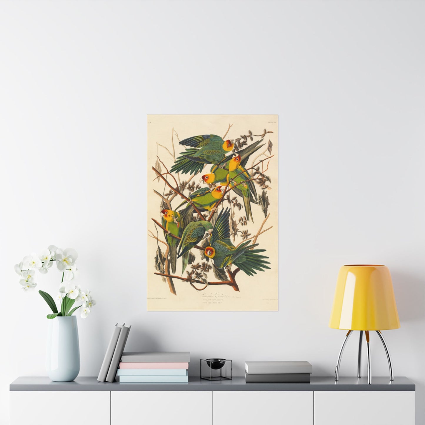 Carolina Parakeet (Birds of America) - John James Audubon - Wall Poster Print