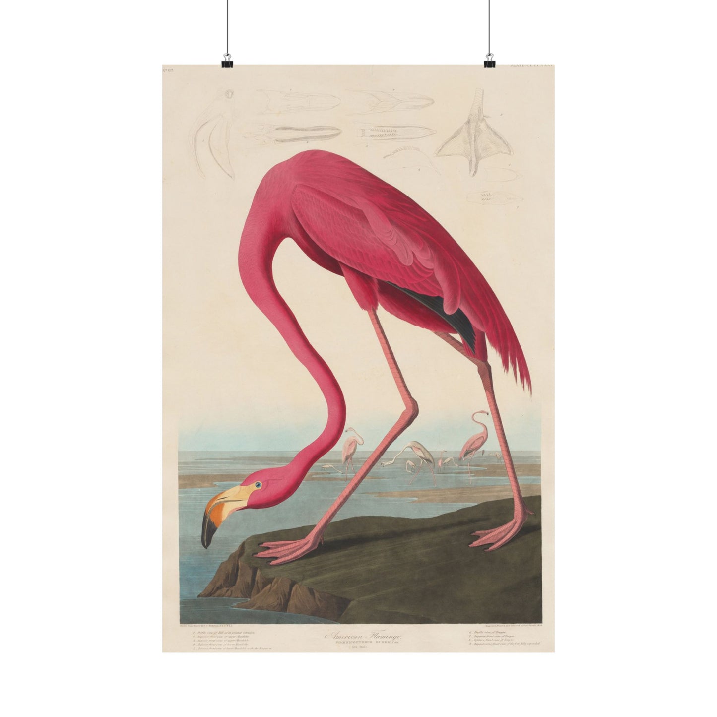 American Flamingo (Birds of America) - John James Audubon - Wall Poster Print