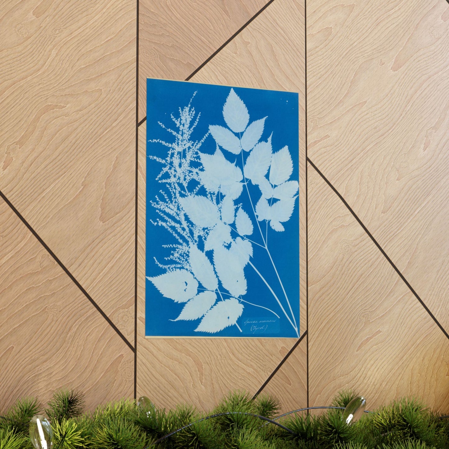 Spiraea Aruncus (Tyrol) Cyanotype - Anna Atkins - Wall Poster Print