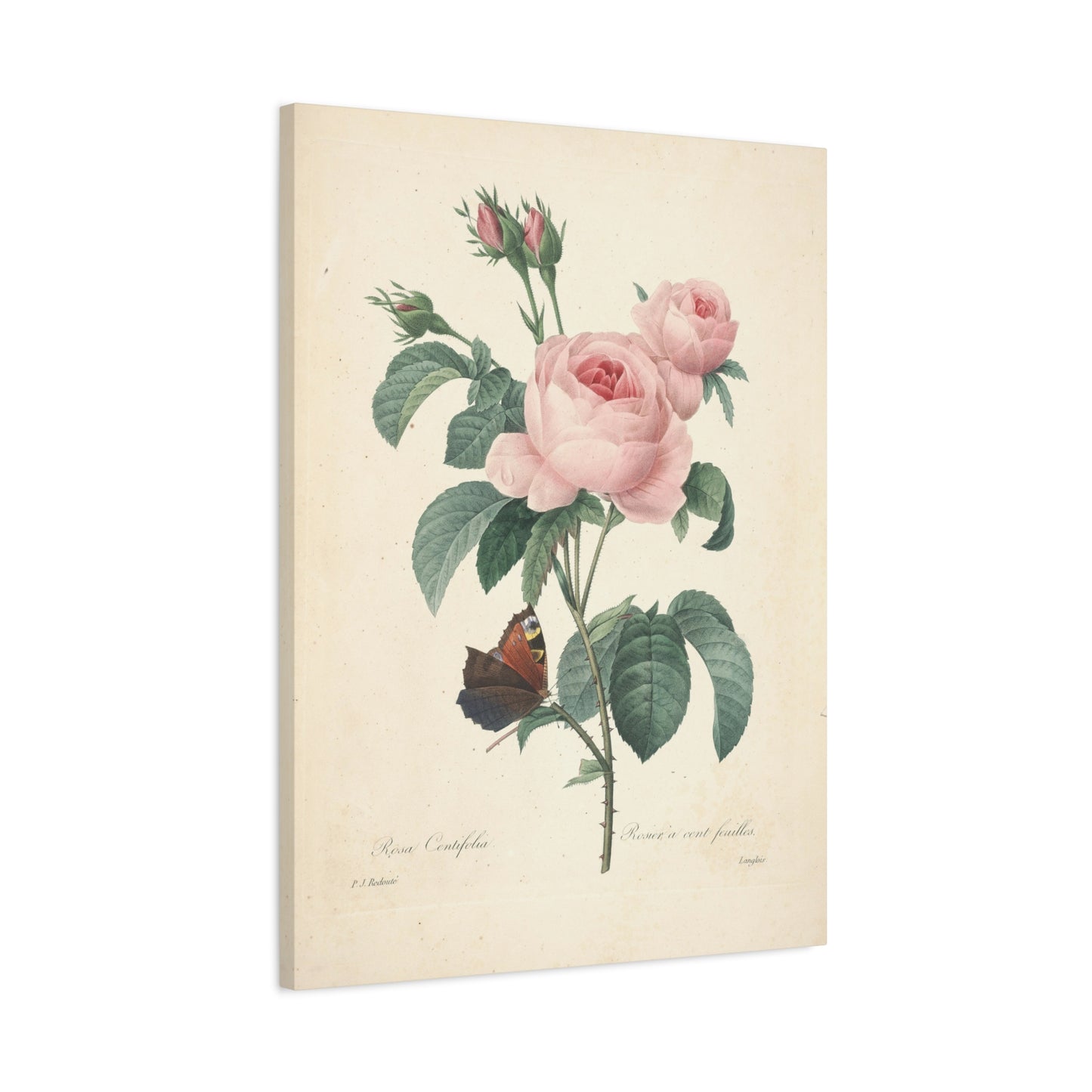Rosa Centifolia (Rosier à cent feuilles) - Pierre-Joseph Redouté - Stretched Canvas Print