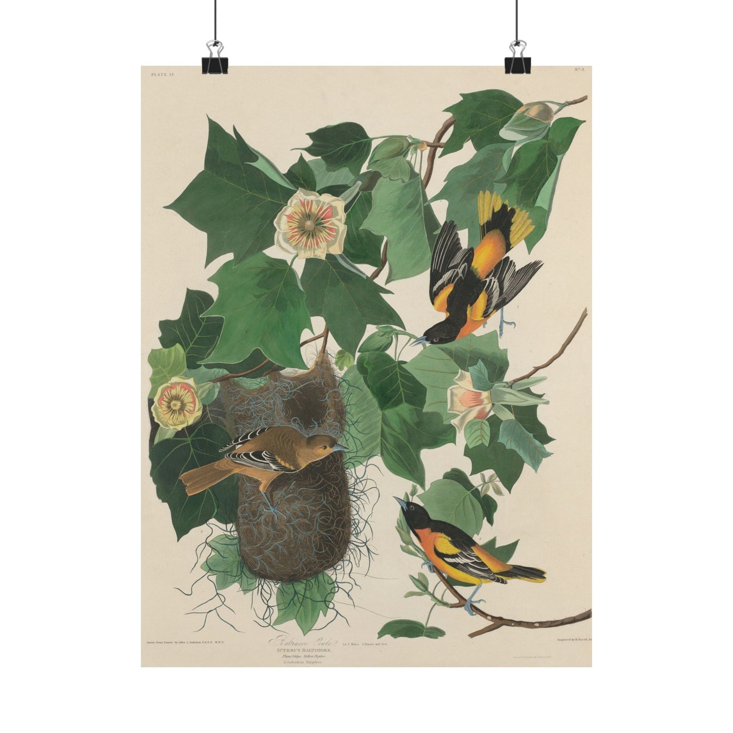 Baltimore Oriole (Birds of America) - John James Audubon - Wall Poster Print