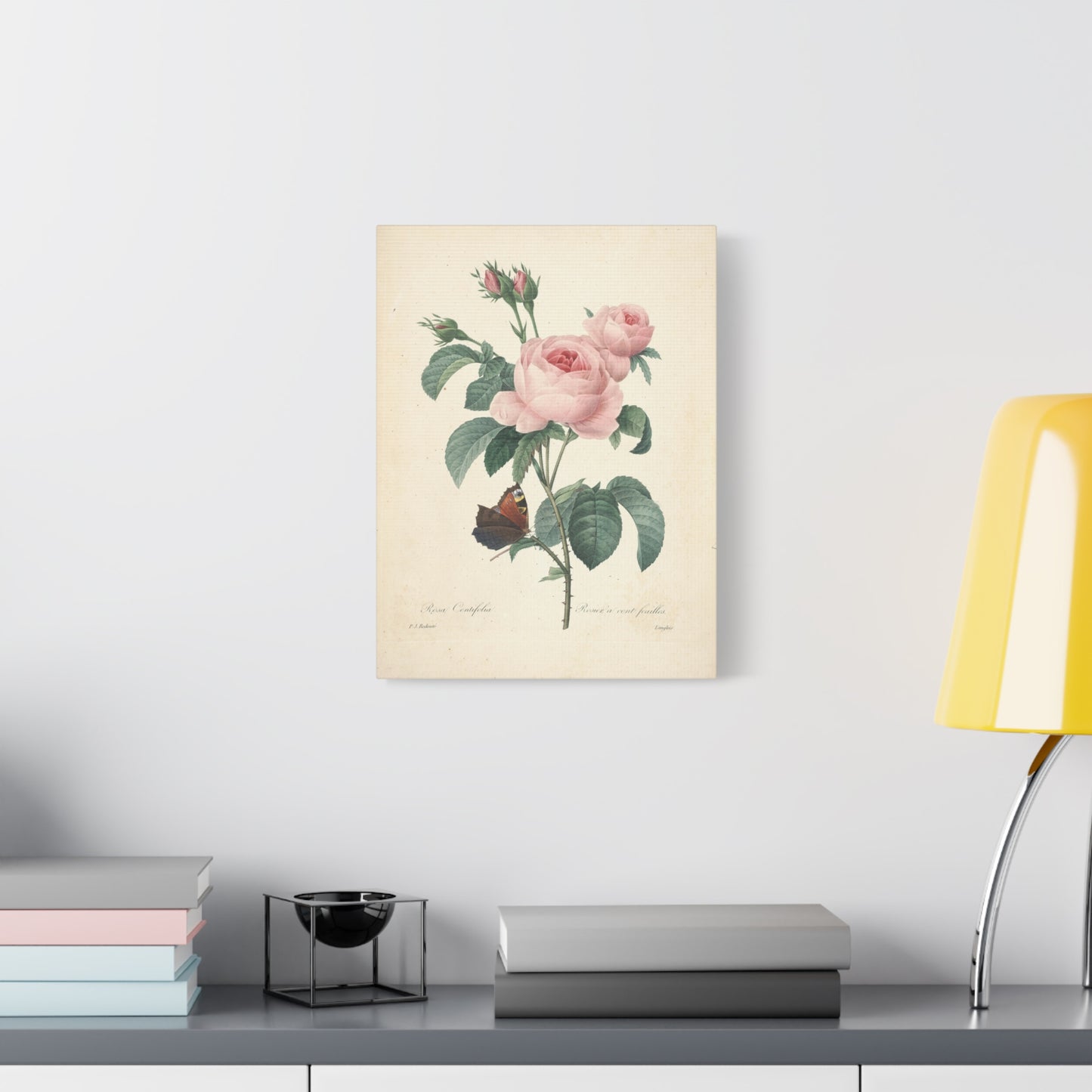Rosa Centifolia (Rosier à cent feuilles) - Pierre-Joseph Redouté - Stretched Canvas Print