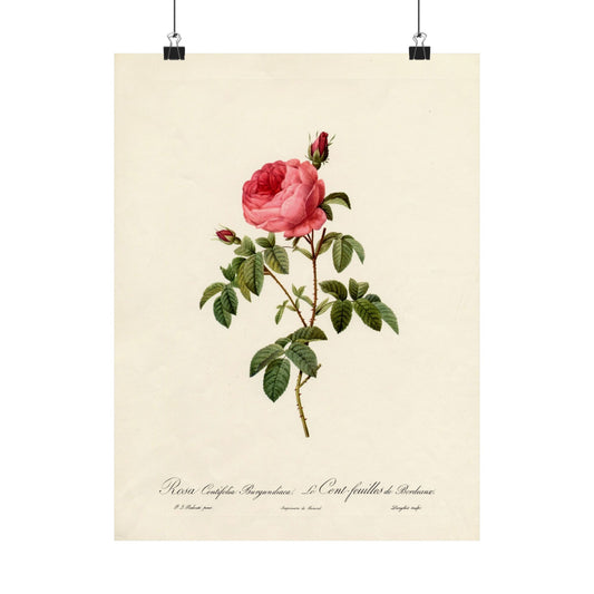 Rosa Centifolia Burgundiaca (Le Cent-feuilles de Bordeaux) - Pierre-Joseph Redouté - Wall Poster Print