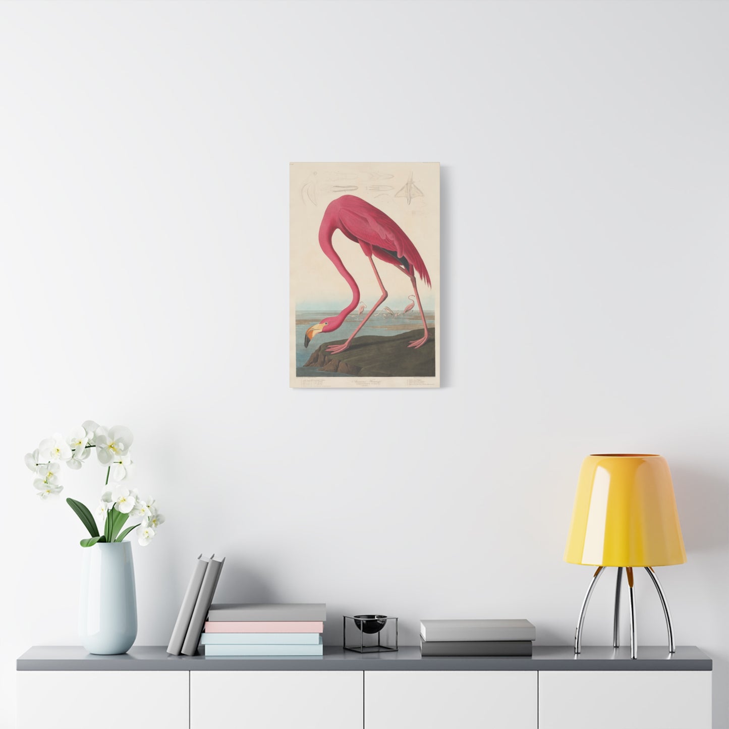 American Flamingo (Birds of America) - John James Audubon - Stretched Canvas Print