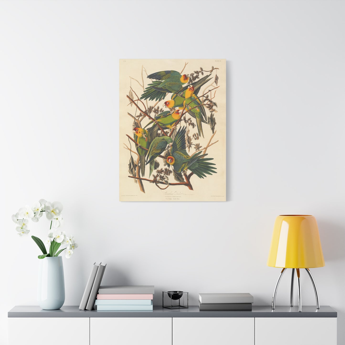 Carolina Parakeet (Birds of America) - John James Audubon - Stretched Canvas Print