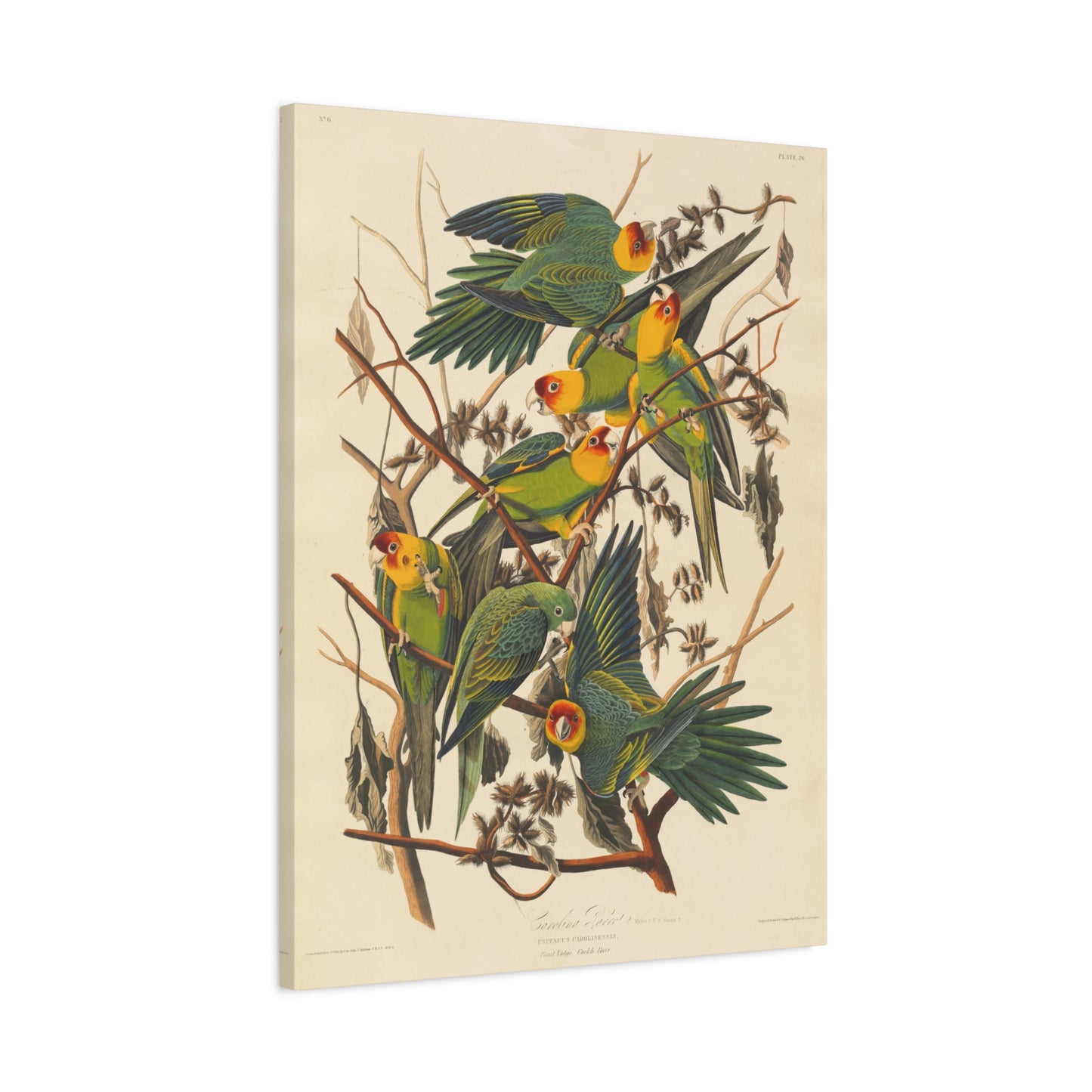 Carolina Parakeet (Birds of America) - John James Audubon - Stretched Canvas Print