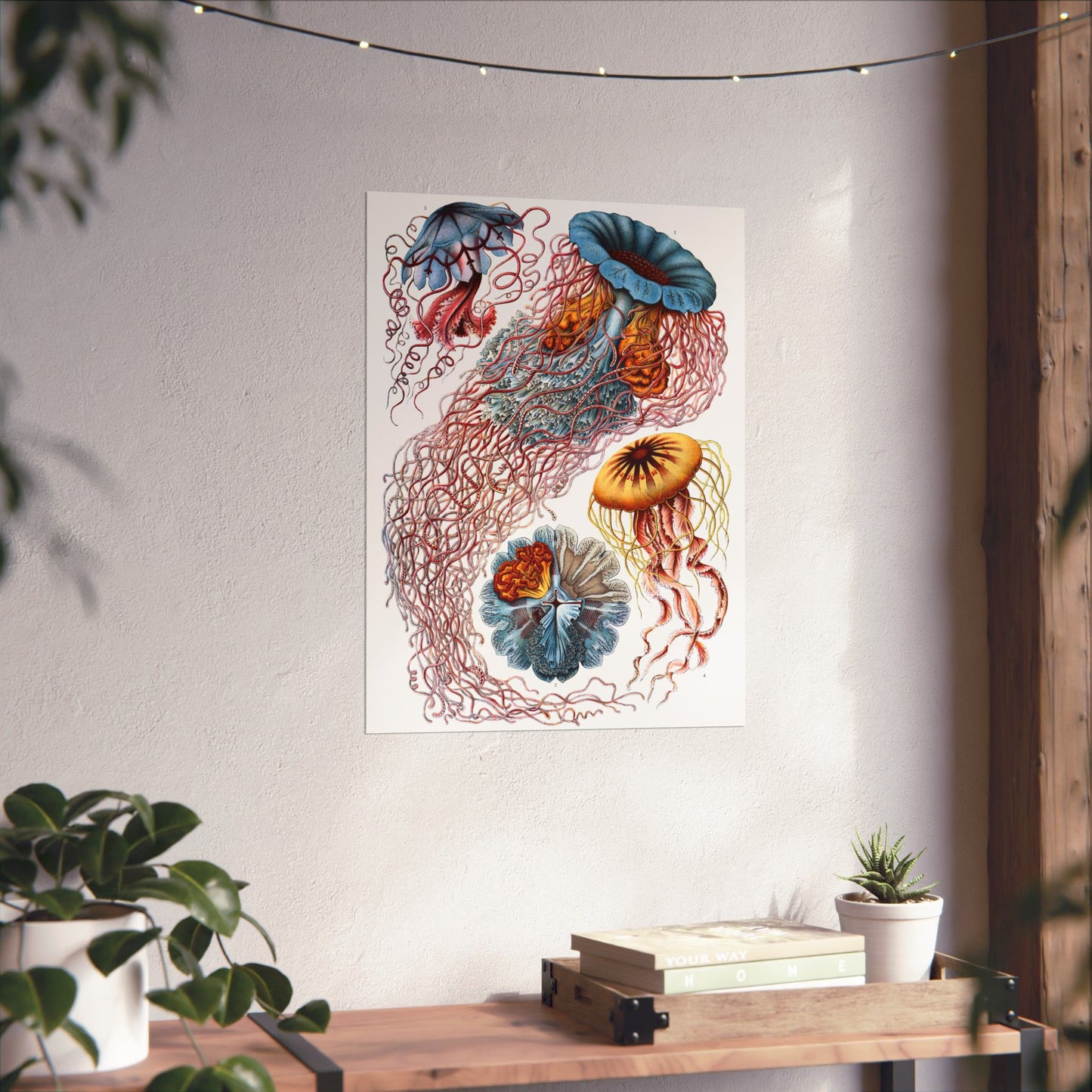 Discomedusae (Jellyfish) - Ernst Haeckel (1904) - Wall Poster Print