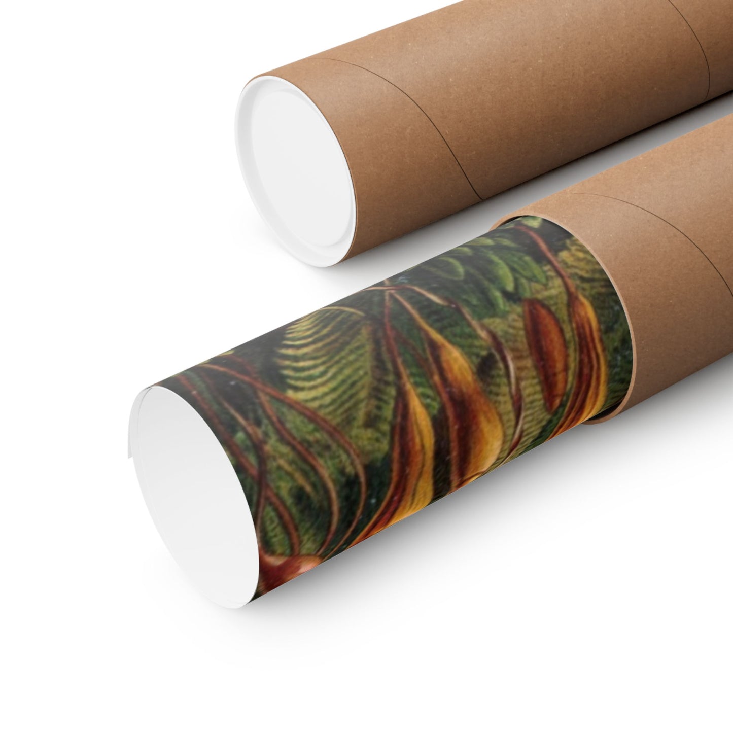 Muscinae (Mosses) - Ernst Haeckel (1904) - Wall Poster Print