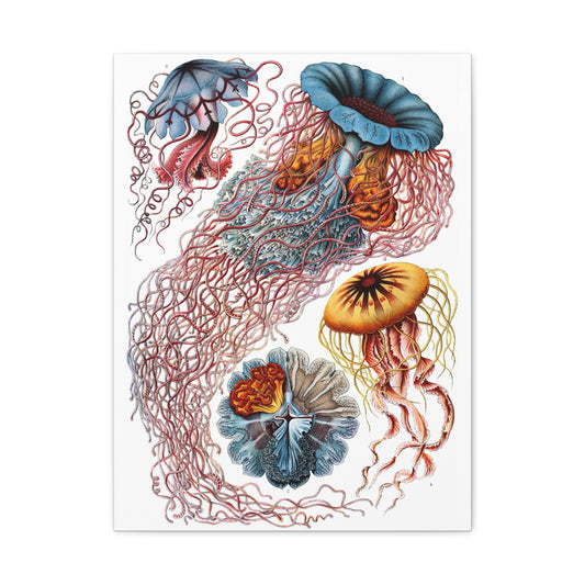 Discomedusae (Jellyfish) - Ernst Haeckel (1904) - Stretched Canvas Print