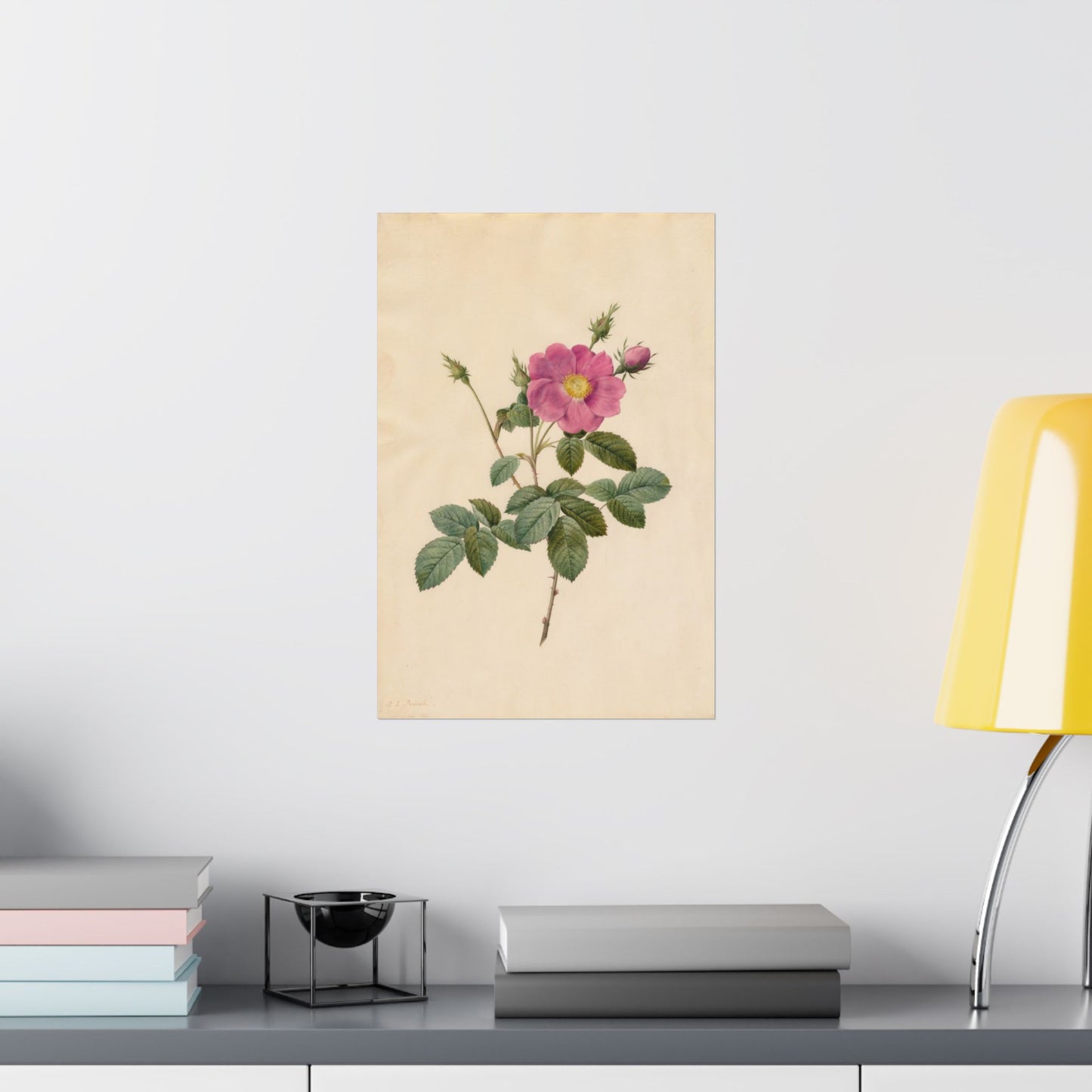 Cabbage Rose (Rosa Centifolia Simplex) - Pierre-Joseph Redouté - Wall Poster Print