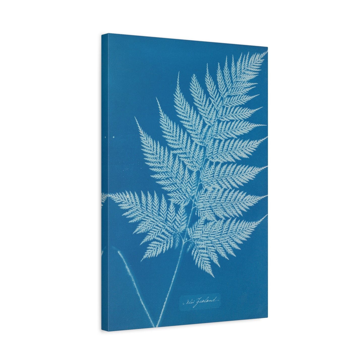 New Zealand Fern Cyanotype - Anna Atkins - Stretched Canvas Print