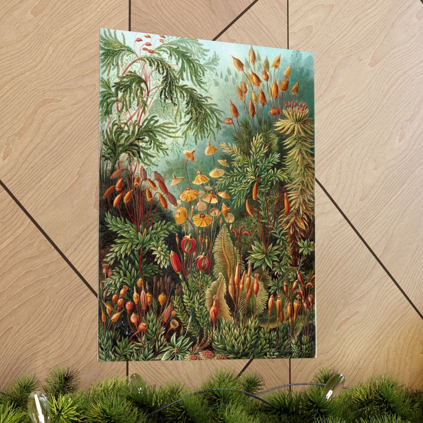 Muscinae (Mosses) - Ernst Haeckel (1904) - Wall Poster Print