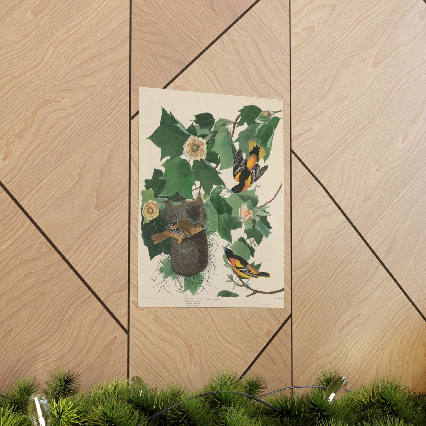 Baltimore Oriole (Birds of America) - John James Audubon - Wall Poster Print