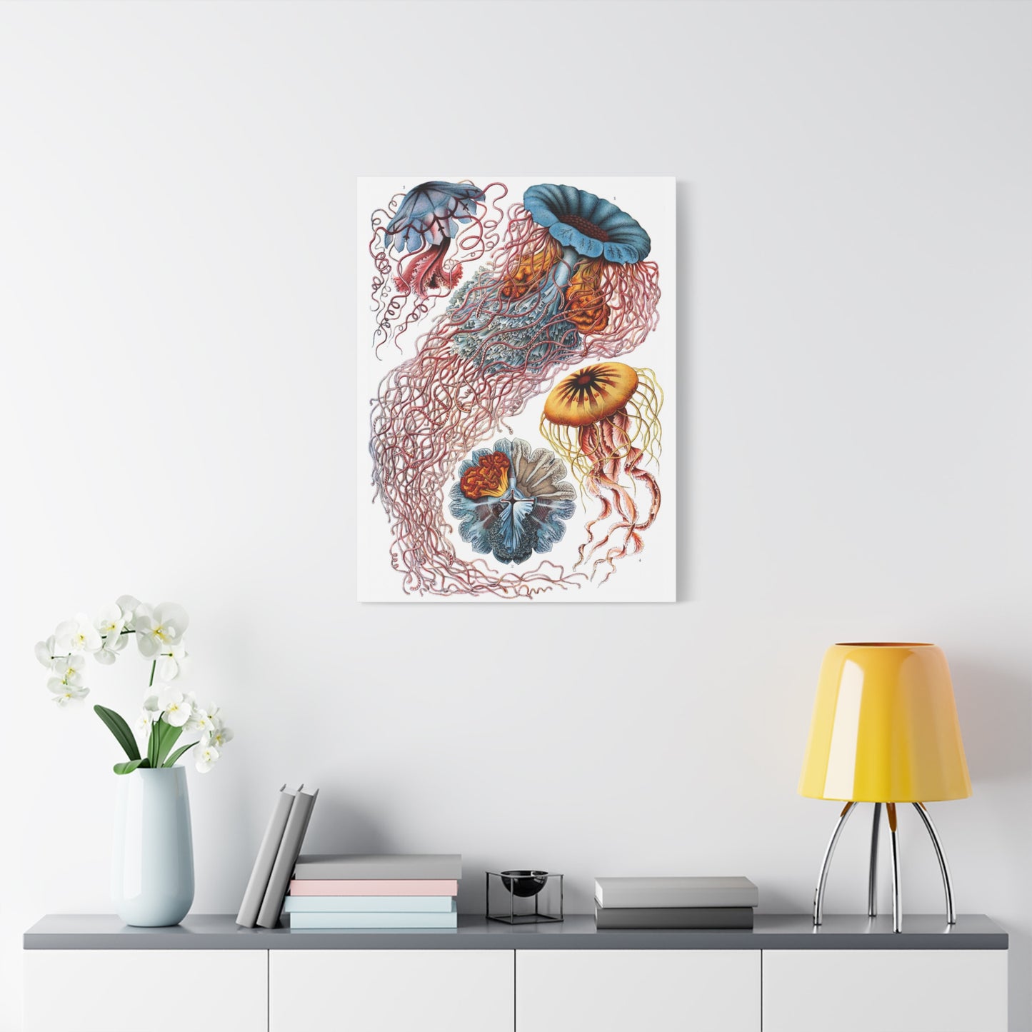 Discomedusae (Jellyfish) - Ernst Haeckel (1904) - Stretched Canvas Print