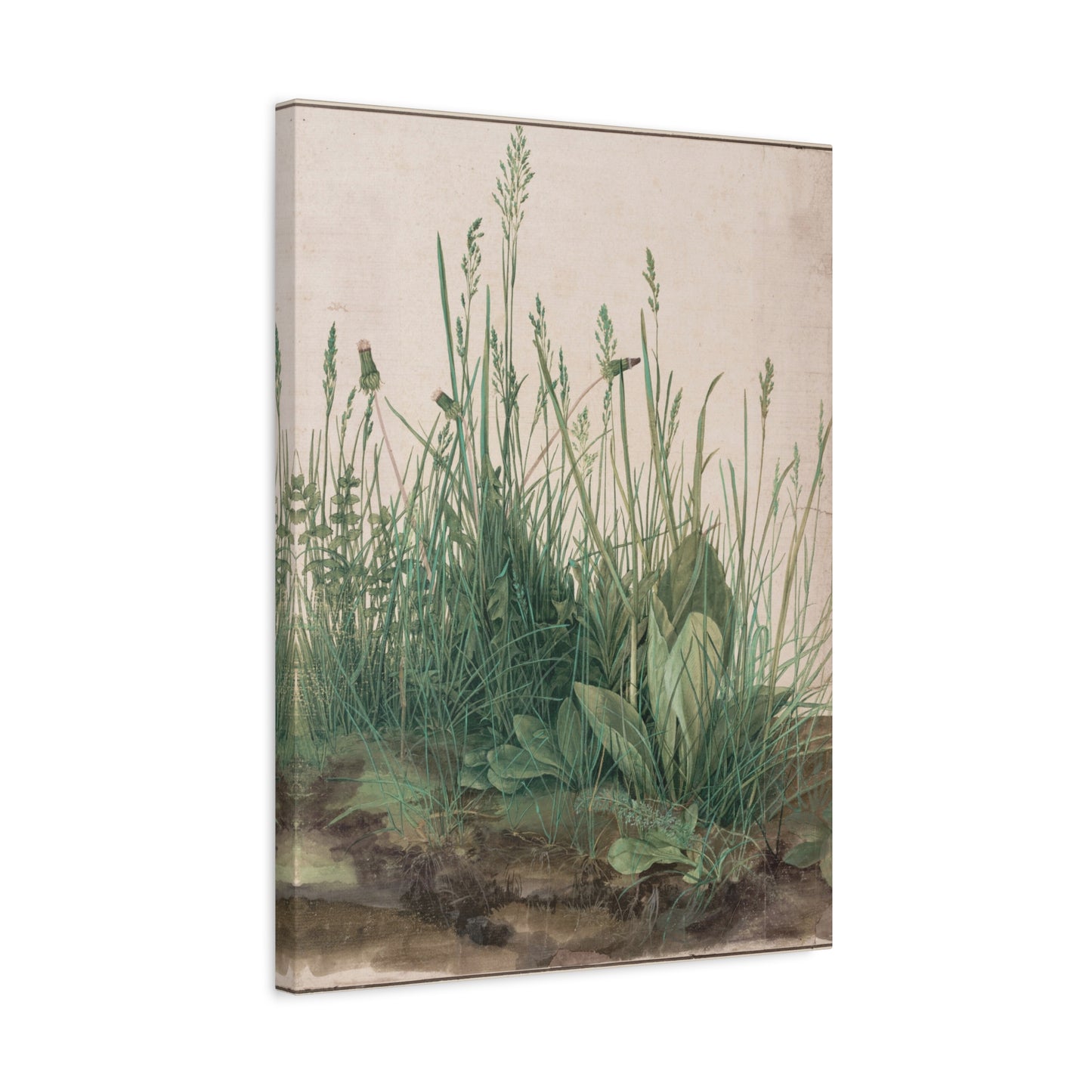 Great Piece of Turf - Albrecht Dürer (1503) - Stretched Canvas Print
