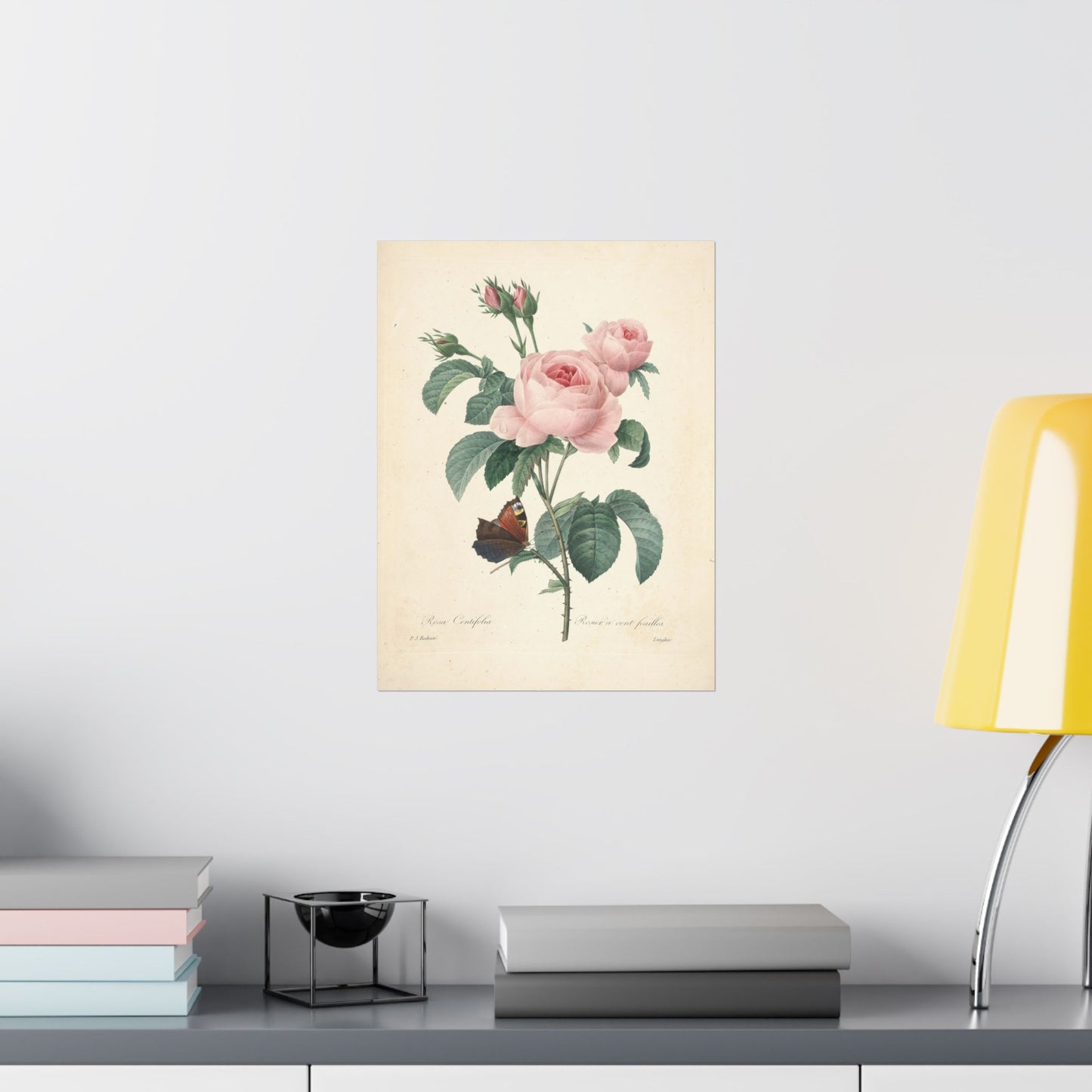 Rosa Centifolia (Rosier à cent feuilles) - Pierre-Joseph Redouté - Wall Poster Print