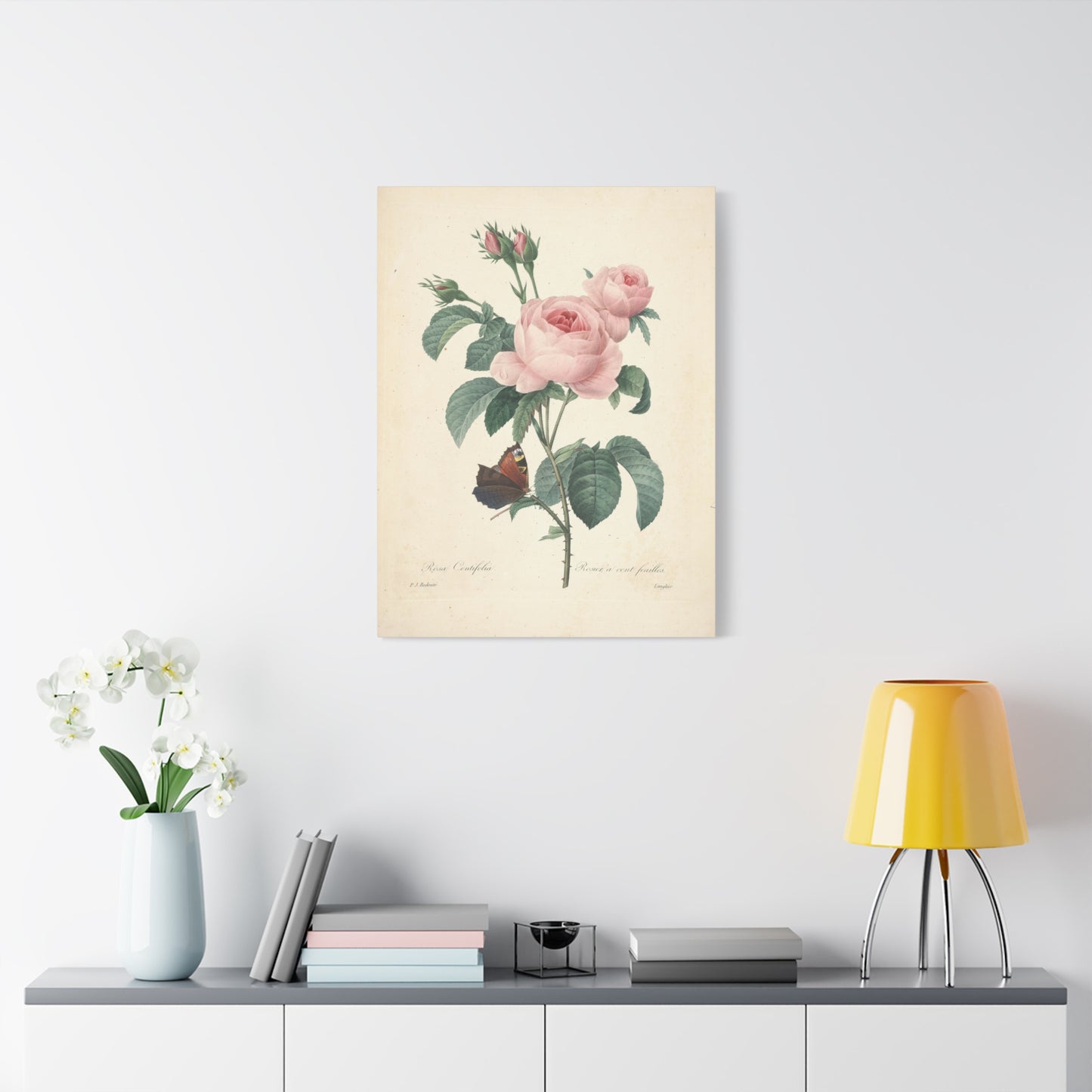 Rosa Centifolia (Rosier à cent feuilles) - Pierre-Joseph Redouté - Stretched Canvas Print