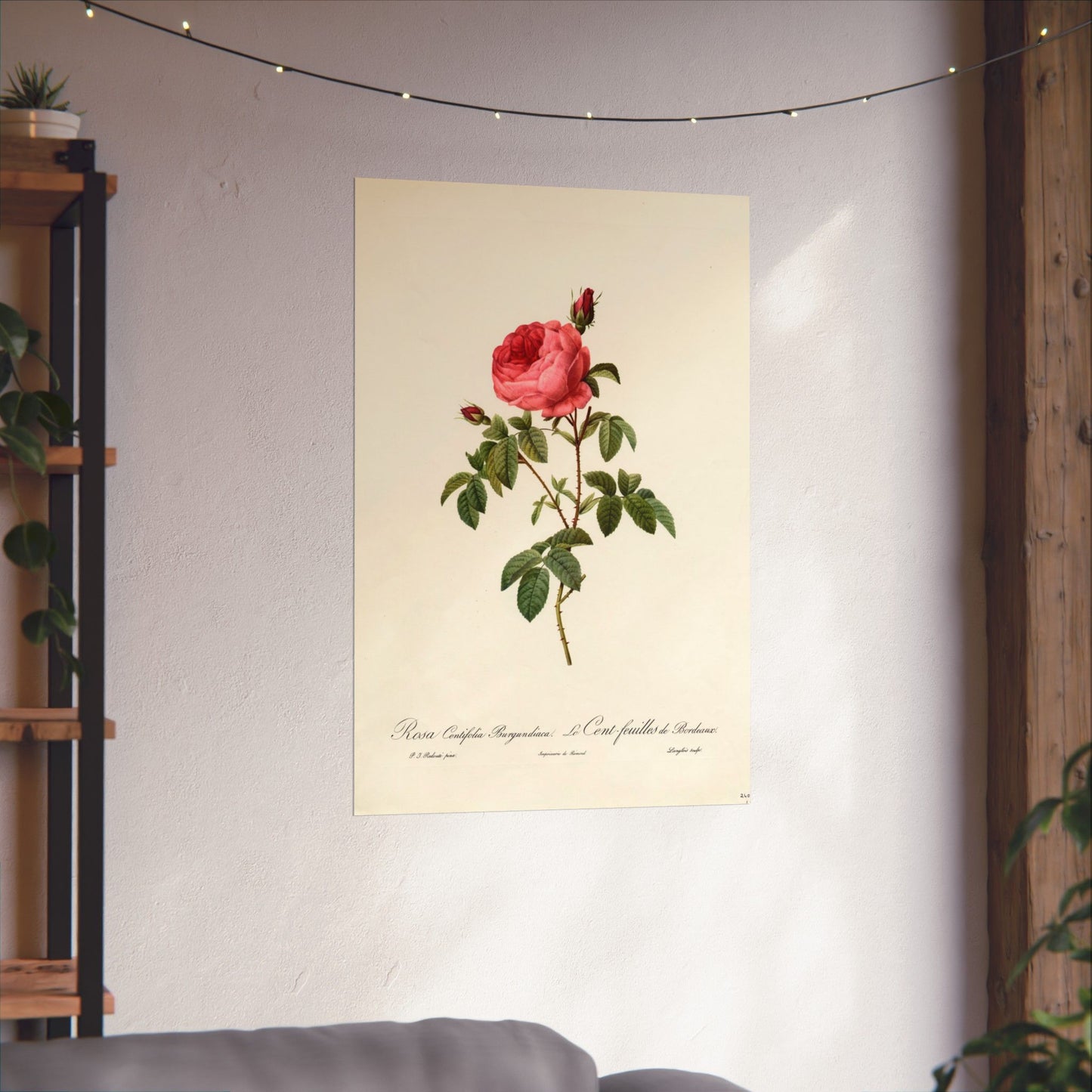Rosa Centifolia Burgundiaca (Le Cent-feuilles de Bordeaux) - Pierre-Joseph Redouté - Wall Poster Print