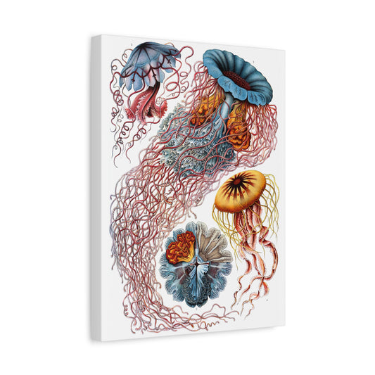 Discomedusae (Jellyfish) - Ernst Haeckel (1904) - Stretched Canvas Print