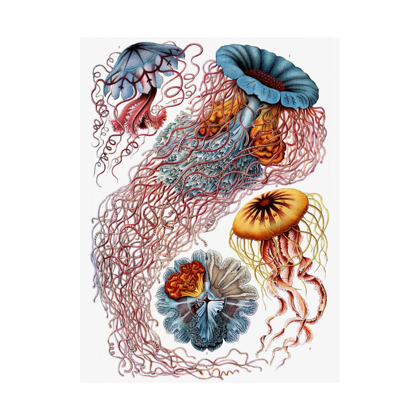 Discomedusae (Jellyfish) - Ernst Haeckel (1904) - Wall Poster Print