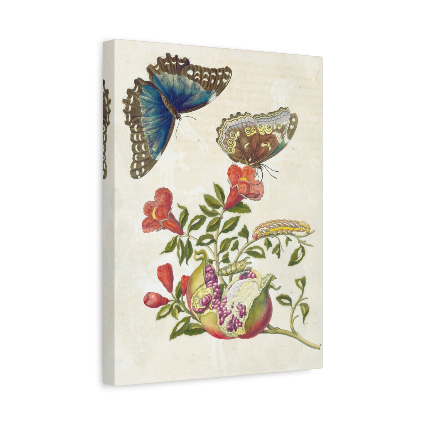 Metamorphosis Insectorum Surinamensium - Maria Sibylla Merian - Stretched Canvas Print