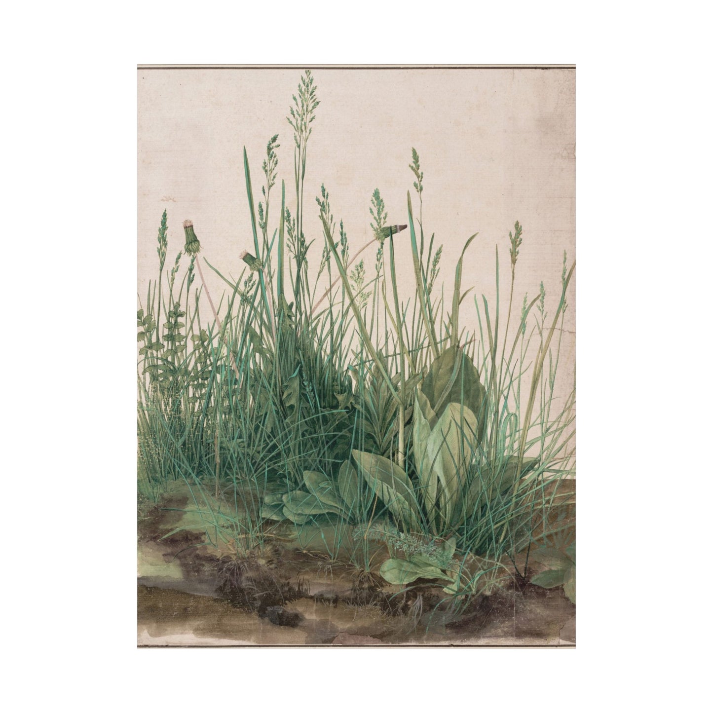 Great Piece of Turf - Albrecht Dürer (1503) - Wall Poster Print