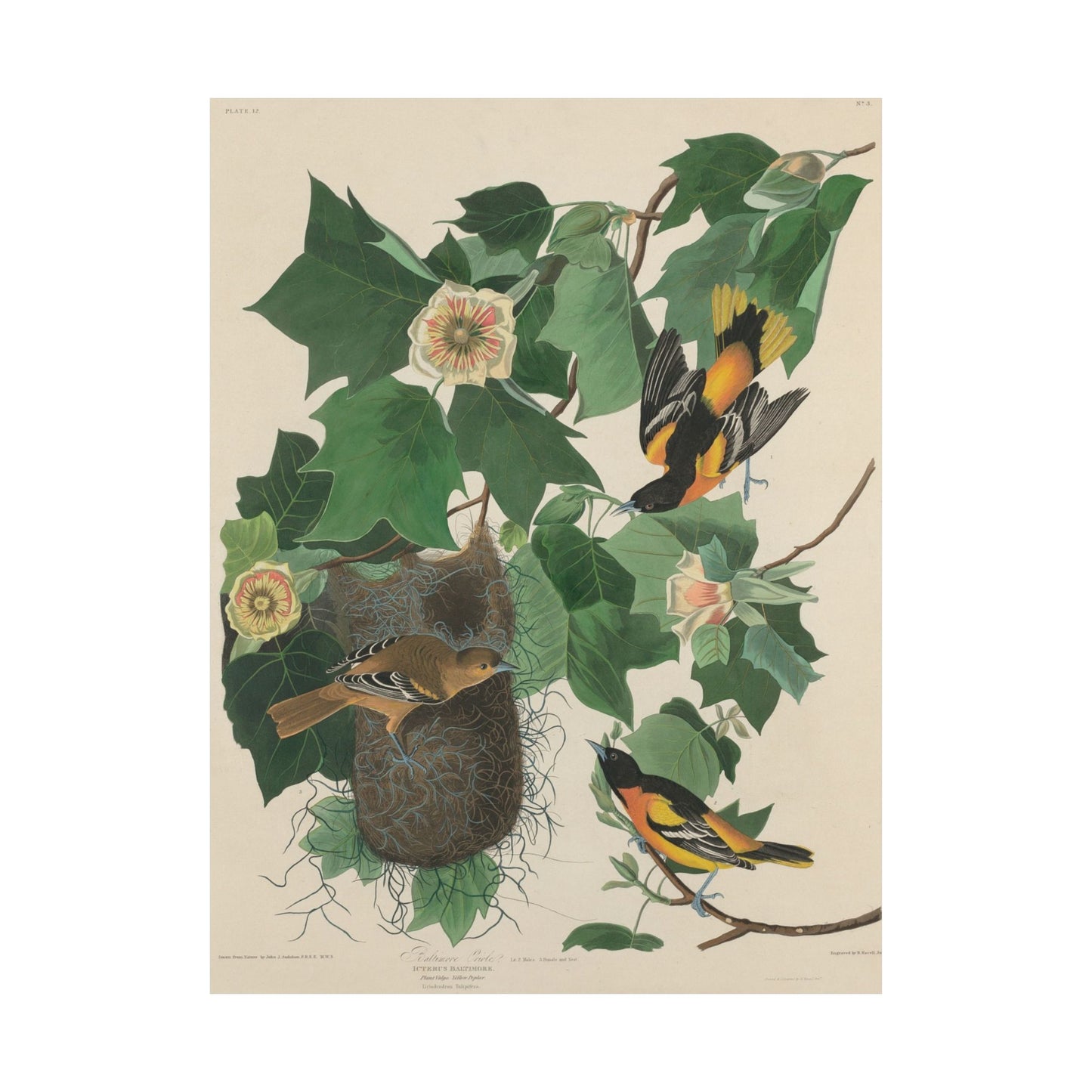 Baltimore Oriole (Birds of America) - John James Audubon - Wall Poster Print