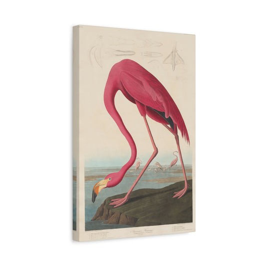 American Flamingo (Birds of America) - John James Audubon - Stretched Canvas Print