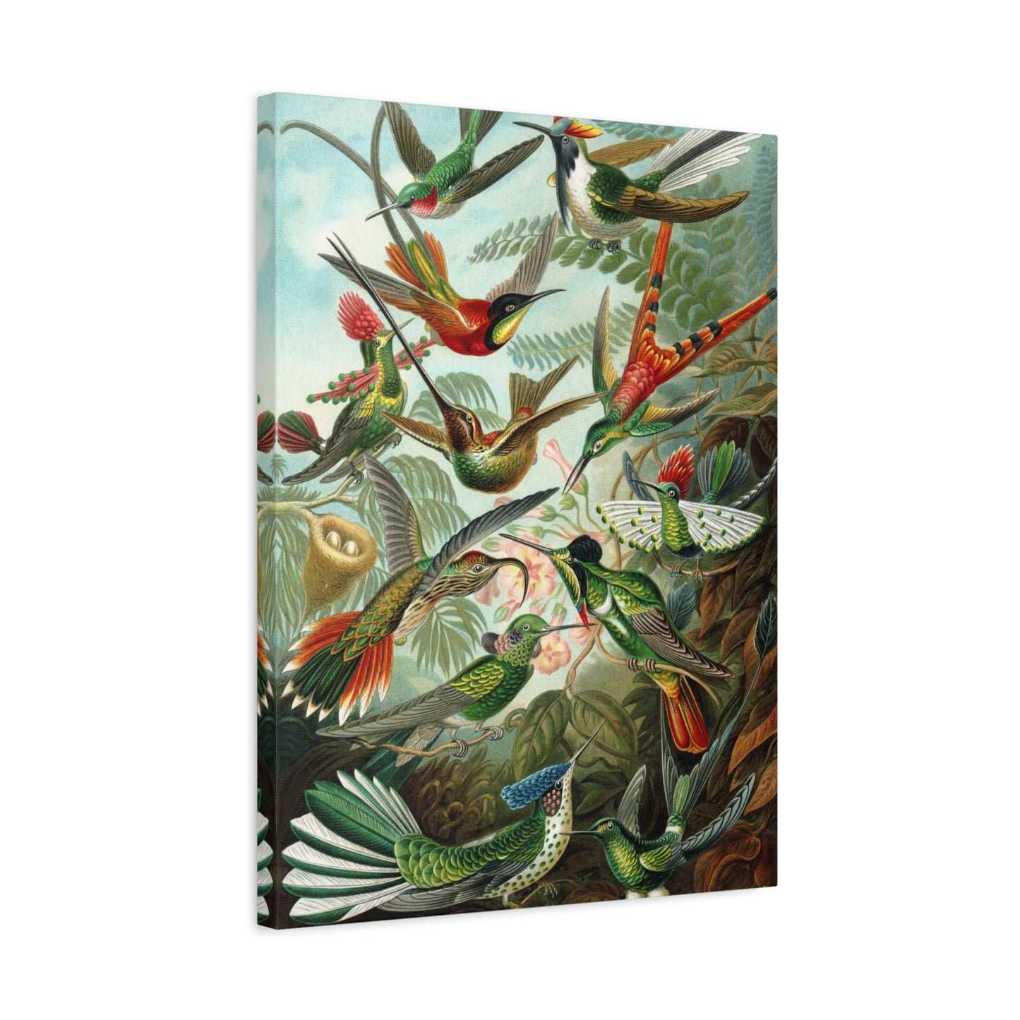 Trochilidae (Hummingbirds) - Ernst Haeckel (1904) - Stretched Canvas Print
