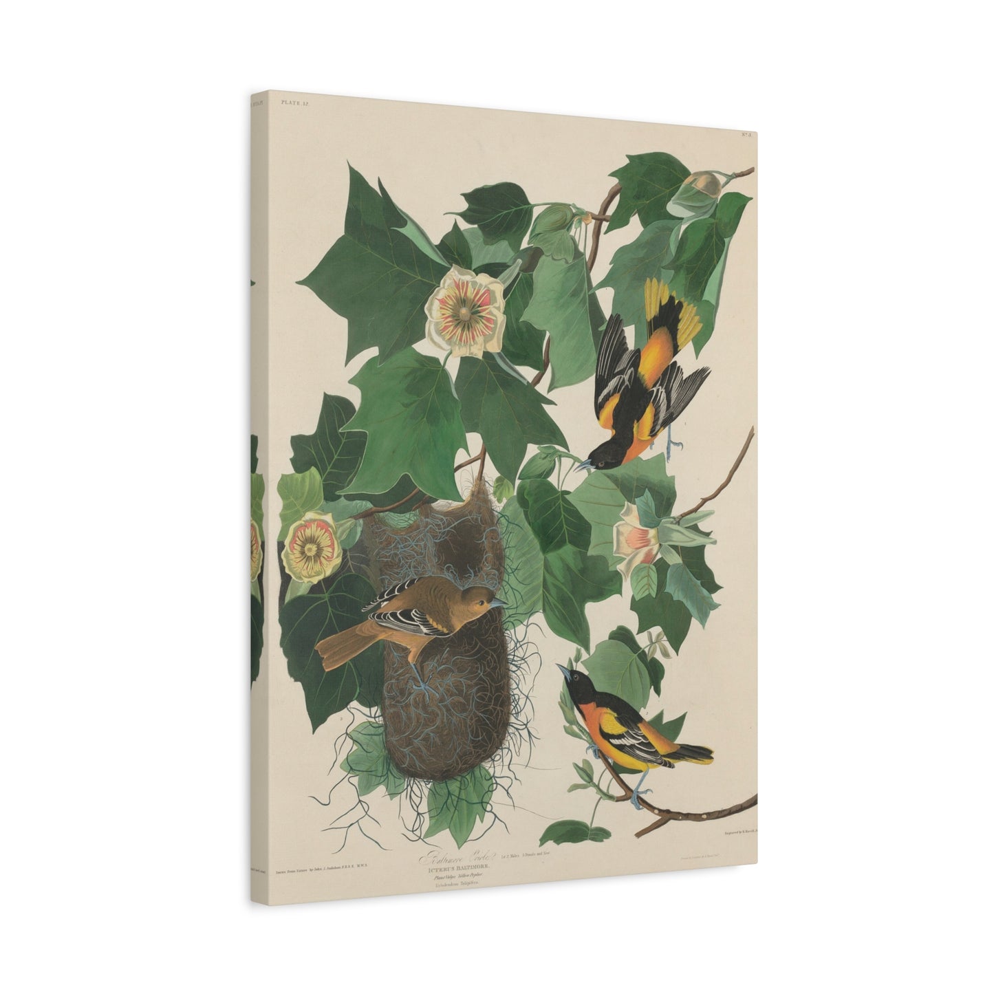 Baltimore Oriole (Birds of America) - John James Audubon - Stretched Canvas Print