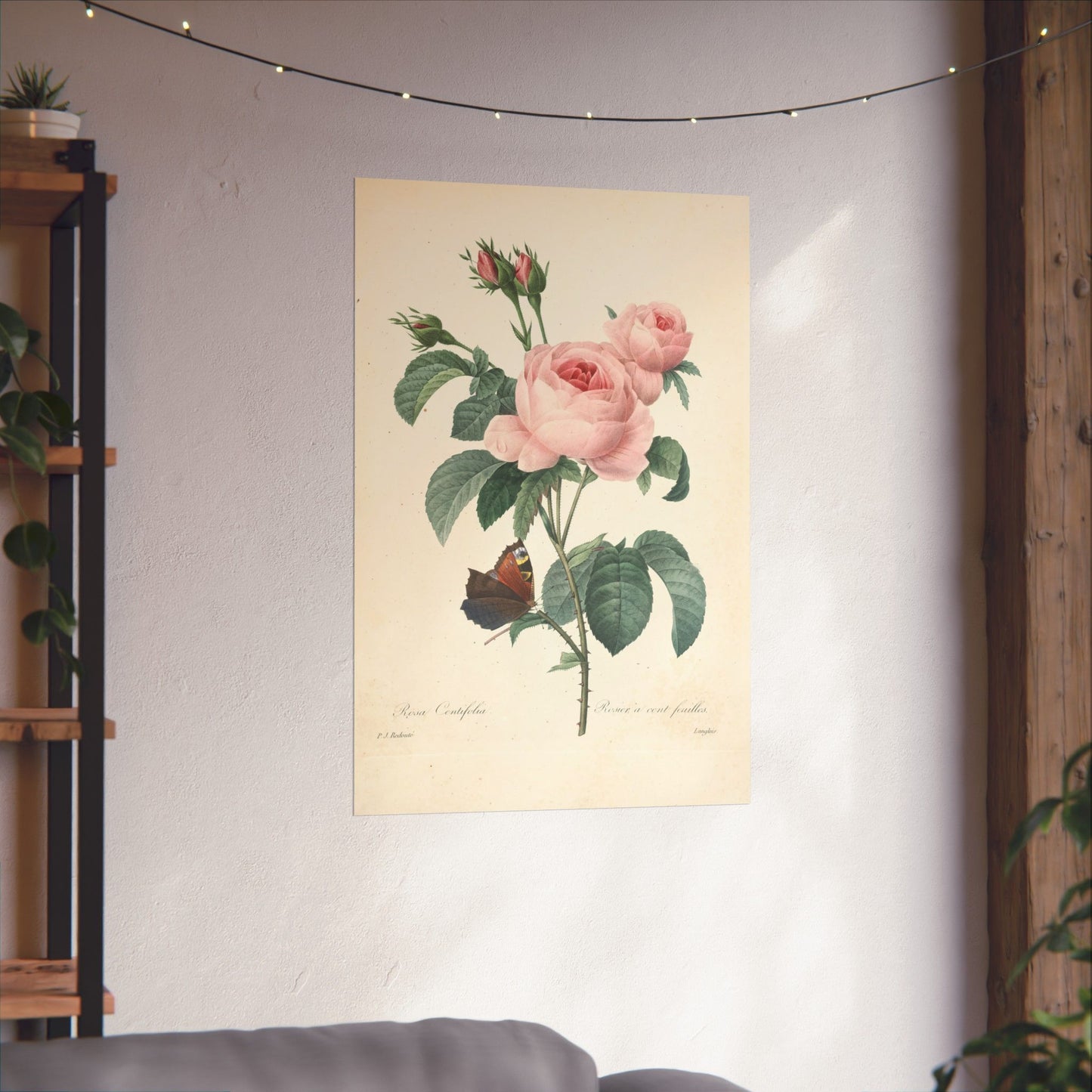 Rosa Centifolia (Rosier à cent feuilles) - Pierre-Joseph Redouté - Wall Poster Print