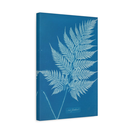 New Zealand Fern Cyanotype - Anna Atkins - Stretched Canvas Print