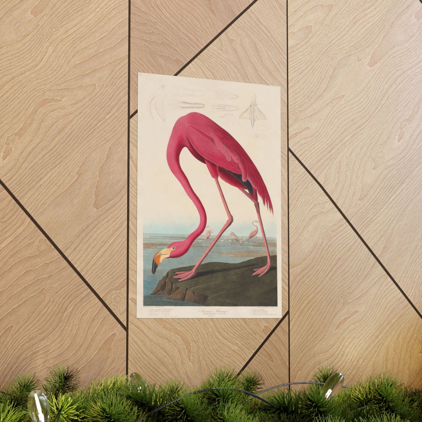 American Flamingo (Birds of America) - John James Audubon - Wall Poster Print