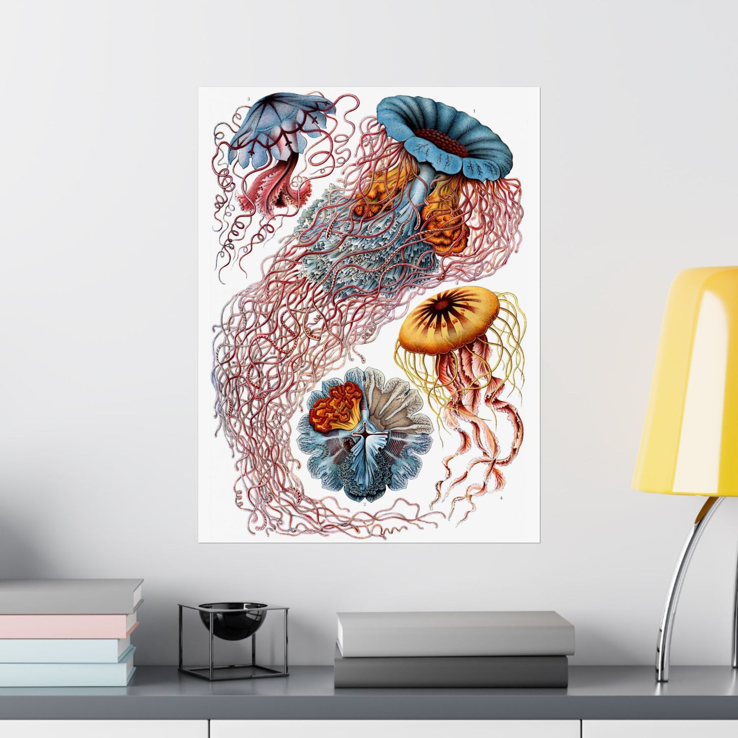 Discomedusae (Jellyfish) - Ernst Haeckel (1904) - Wall Poster Print