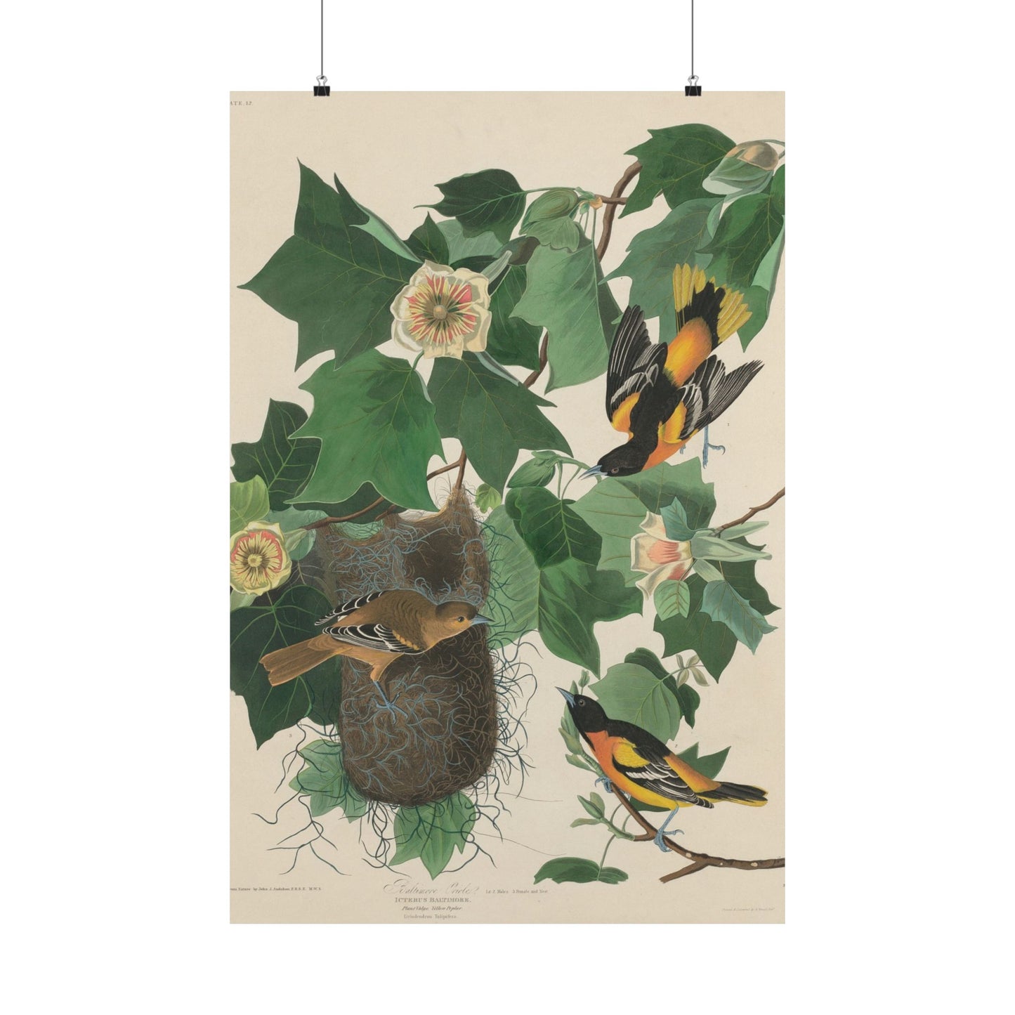 Baltimore Oriole (Birds of America) - John James Audubon - Wall Poster Print