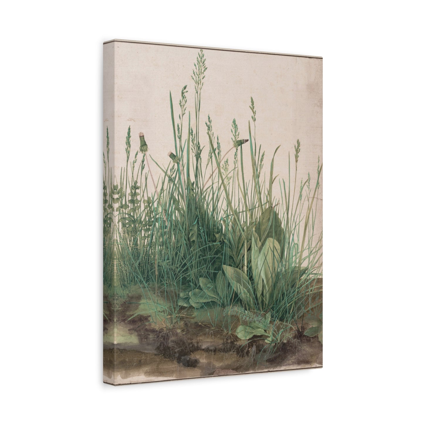 Great Piece of Turf - Albrecht Dürer (1503) - Stretched Canvas Print