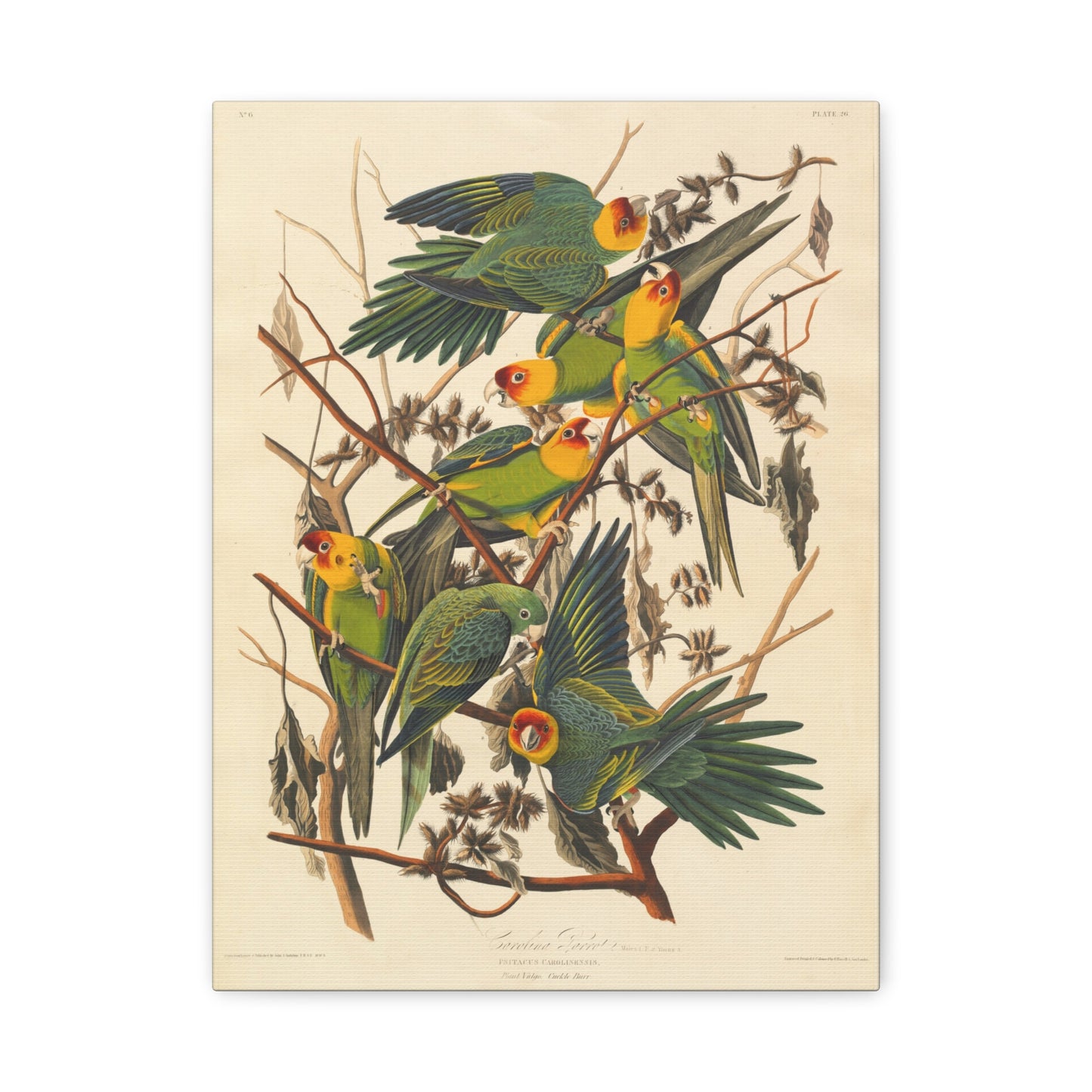 Carolina Parakeet (Birds of America) - John James Audubon - Stretched Canvas Print