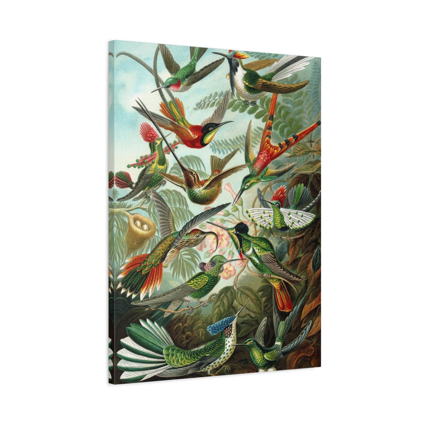 Trochilidae (Hummingbirds) - Ernst Haeckel (1904) - Stretched Canvas Print