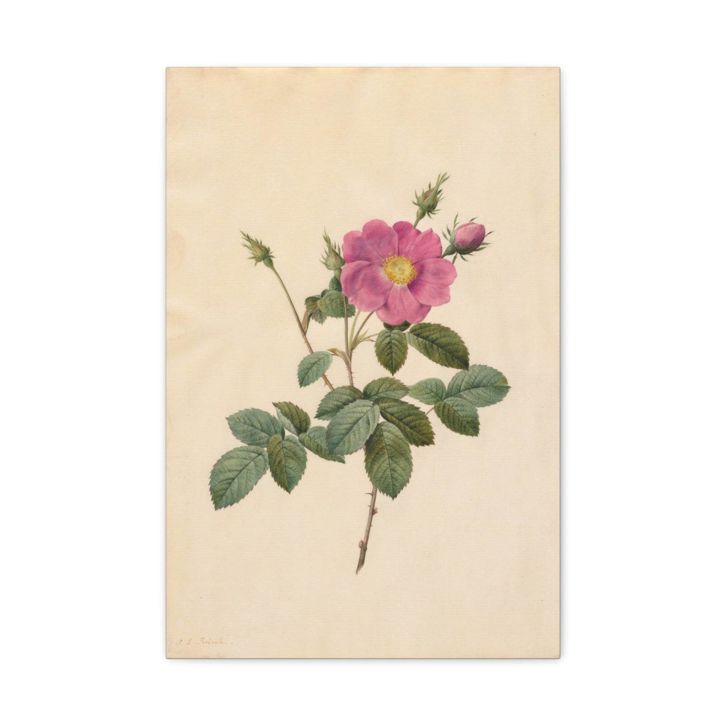 Cabbage Rose (Rosa Centifolia Simplex) - Pierre-Joseph Redouté - Stretched Canvas Print