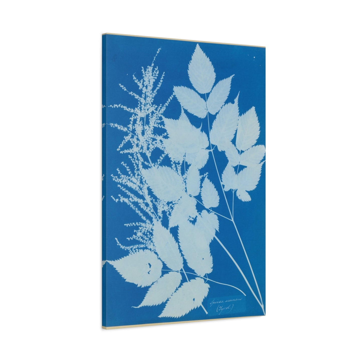 Spiraea Aruncus (Tyrol) Cyanotype - Anna Atkins - Stretched Canvas Print